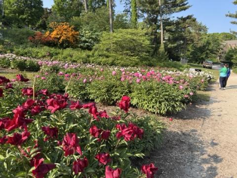 Peony garden with fresh sprouts