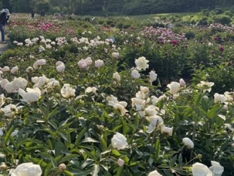 Fresh peony sprouts