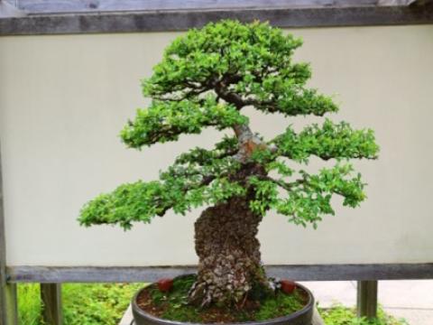 bonsai in brown pot