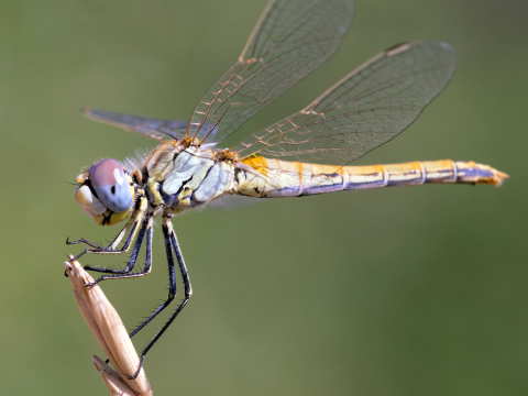 dragonfly
