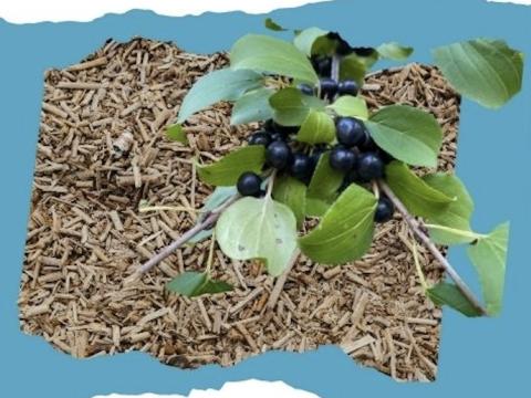 invasive plant
