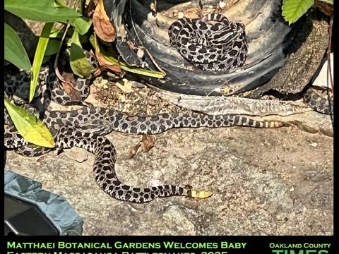 baby snakes in black drain pipe