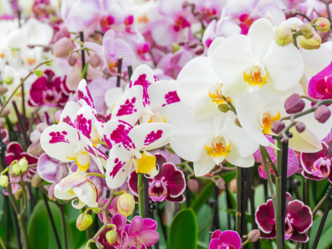 a mass of blooming orchids in whites and pinks