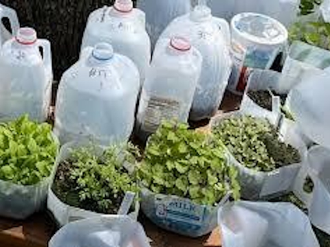 Cut milk Jugs with seedlings growing in them