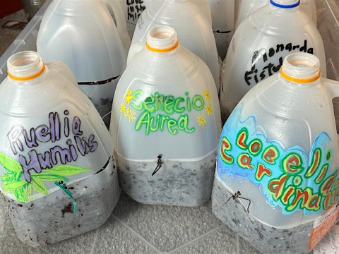 milk jugs being used as mini greenhouses