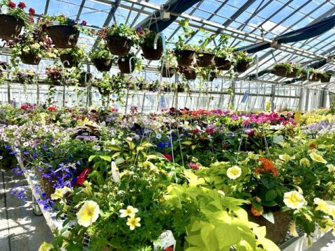 greenhouse filled with annual plants and baskets