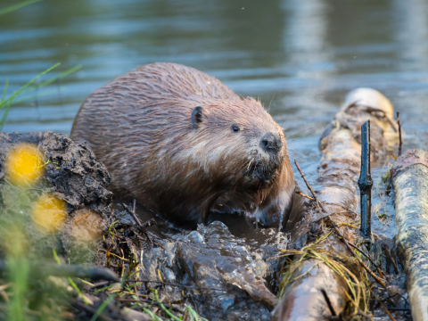 A beaver on the edge of a river near felled logs