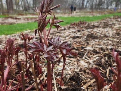 Fresh peony sprouts