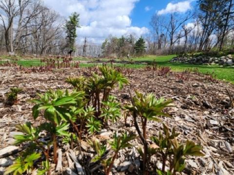 Peony garden with fresh sprouts