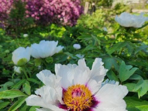 Peony garden with fresh sprouts