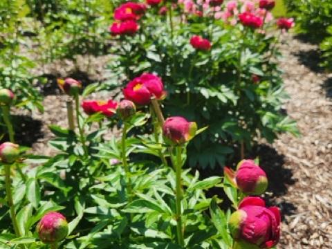 Fresh peony sprouts
