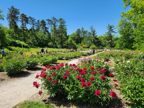 Peony garden with fresh sprouts