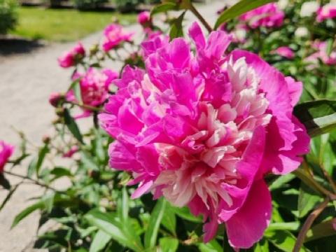 Fresh peony sprouts