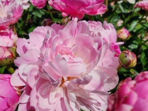 Fresh peony sprouts