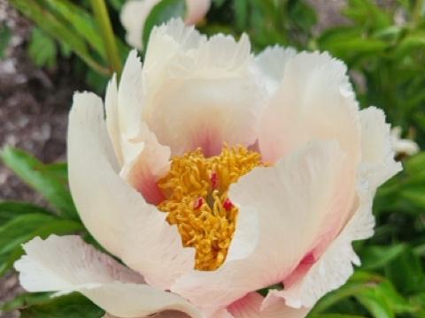 Fresh peony sprouts