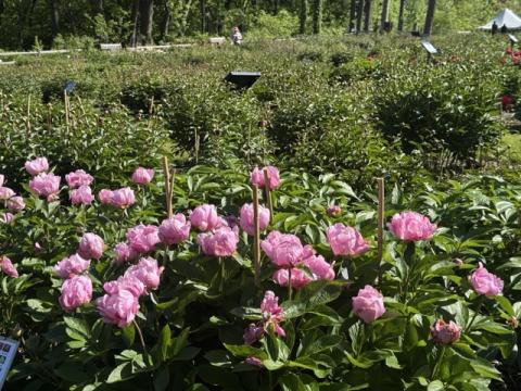 Fresh peony sprouts