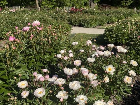 Fresh peony sprouts