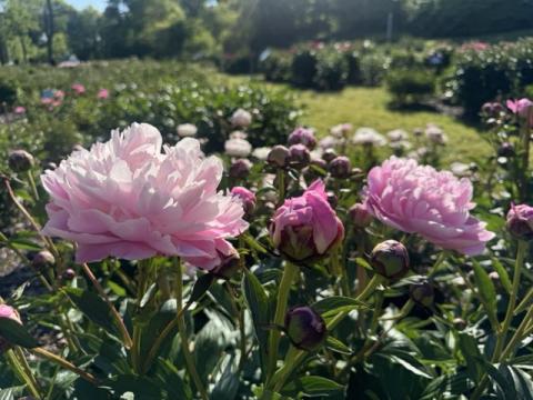 Peony garden with fresh sprouts