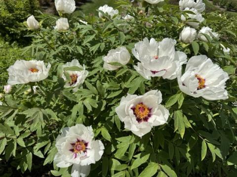 Fresh peony sprouts