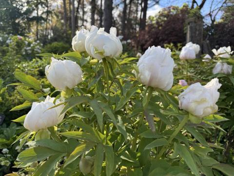 Fresh peony sprouts