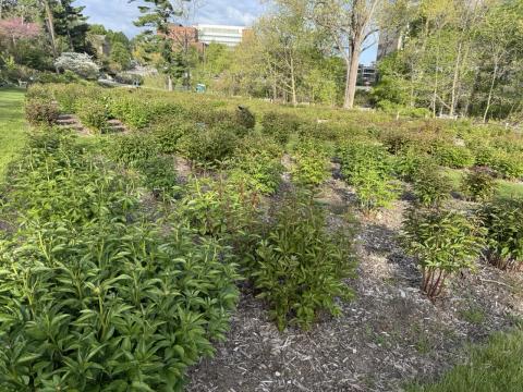 Fresh peony sprouts