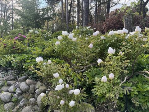 Peony garden with fresh sprouts