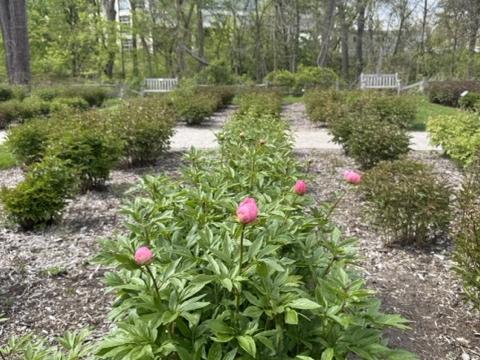 Peony garden with fresh sprouts