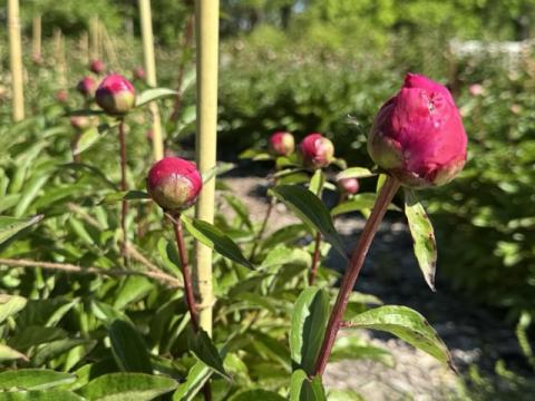 Fresh peony sprouts