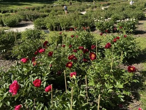Fresh peony sprouts