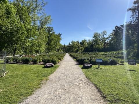 Peony garden with fresh sprouts