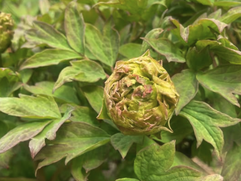 Fresh peony sprouts