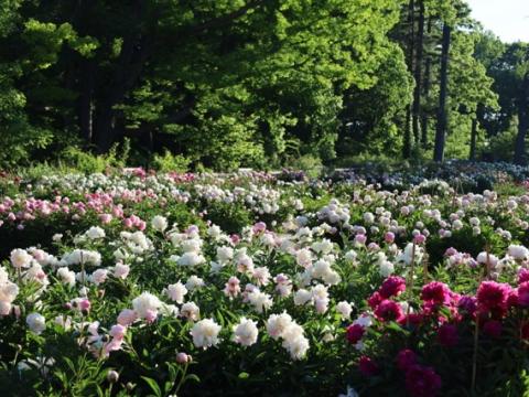 Fresh peony sprouts