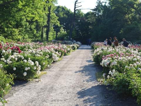 Peony garden with fresh sprouts