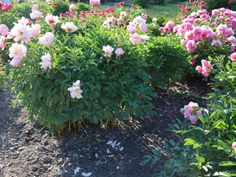Fresh peony sprouts