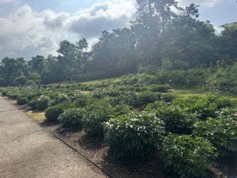Peony garden with fresh sprouts