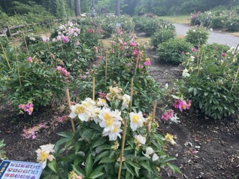 Peony garden with fresh sprouts