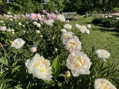 Fresh peony sprouts