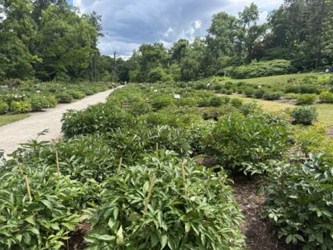Peony garden with fresh sprouts