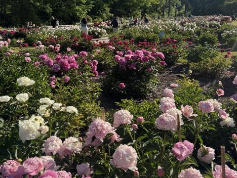 Peony garden with fresh sprouts