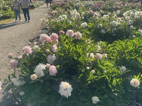 Peony garden with fresh sprouts