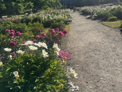 Peony garden with fresh sprouts