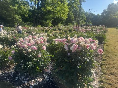 Fresh peony sprouts