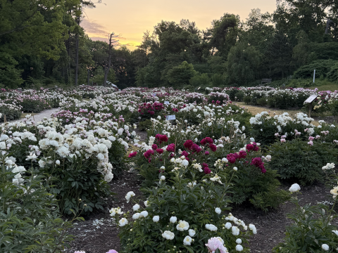 Peony garden with fresh sprouts