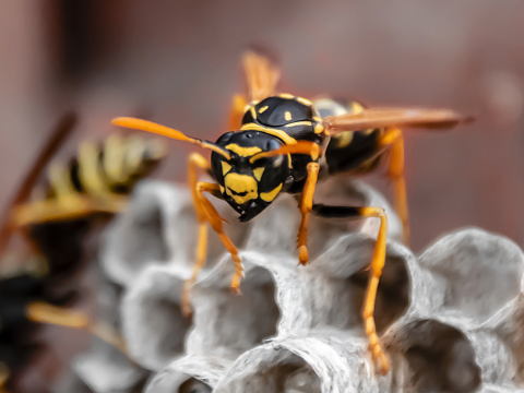 wasp