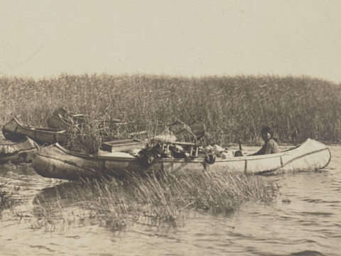 black and white old photo of people in canoes by rice in water