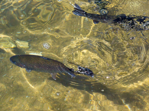 two wild fish in water
