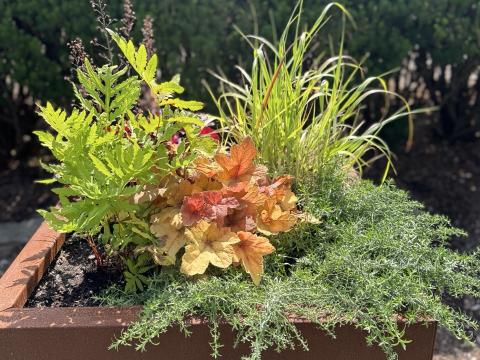 Formal planter at Matthaei Botanical Gardens that has native plants in it