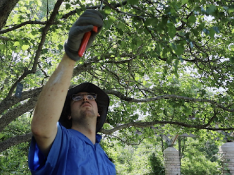 person trimming a tree