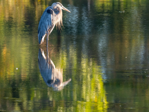 A heron in willow pond reflected in the water it is standing in.