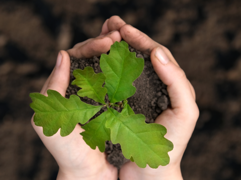 oak seedling in hands